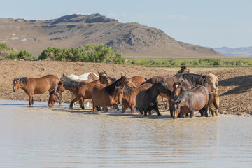 Wild Horses at a Utah Desert Waterhole