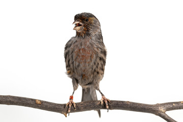 The House Finch