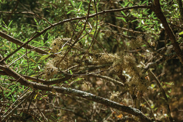 Branches with lichens on a dirt path through forest