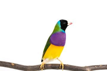Gouldian finch Bird