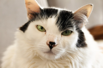 Portrait of a cat with green eyes