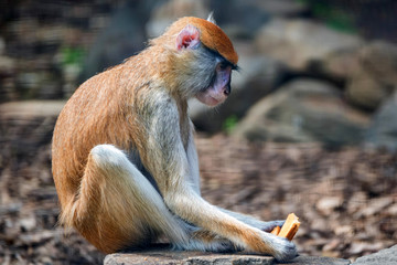 Patas Monkey or Erythrocebus patas eats bread in captivity