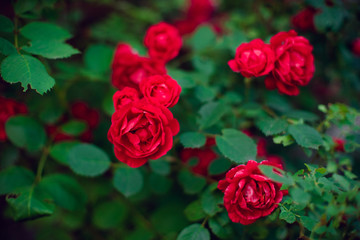 red roses bush grow in summer garden