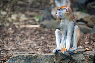 Patas Monkey or Erythrocebus patas eats bread in captivity