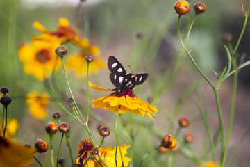 Eight spotted forester moth on red dome blanketflower