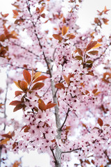 Pink cherry blossom on background of blue sky. Vertical