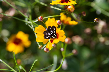 Eight spotted forester moth on red dome blanketflower