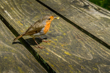 Robin On A Table