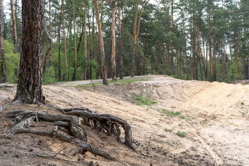 Big pine tree and it's roots in the sand on the backgroung of the forestin the forest. Close-up