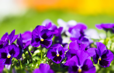 blossoming pansies flowers