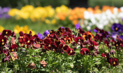 blossoming pansies flowers