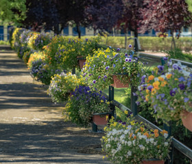 Obraz premium Attractive flower arrangements on a path in a park