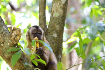 Sapajus apella monkey eating banana on branch