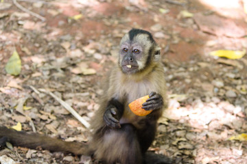 Sapajus apella monkey eating apple