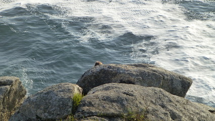 Finisterre / Fisterra. Cape in Galicia. Camino de Santiago. Spain