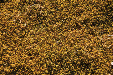 Rock covered by dry moss and lichens