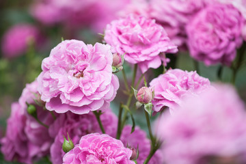 pink garden rose flower blossom 
