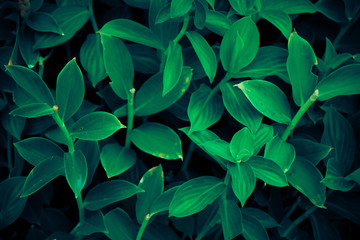 Dark green foliage, Beautiful green leaf, Tropical leaves, dark green background, natural background