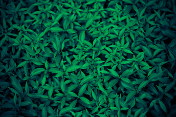 Dark green foliage, Beautiful green leaf, Tropical leaves, dark green background, natural background