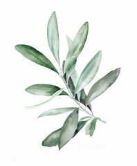 watercolor green brunch on the white background