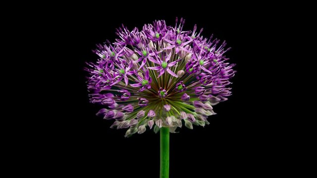 Timelapse of a giant violet cultivated allium Purple Stratos flower blooming on black background side view