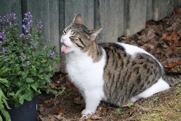 funny beautiful cat is sitting in the garden and eating fresh catmint