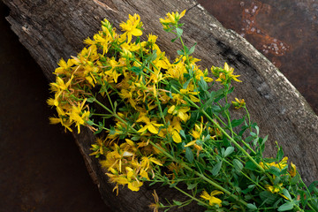 Fresh hypericum (St. John's wort) on wooden background, alternative medicine, medicinal herbs.