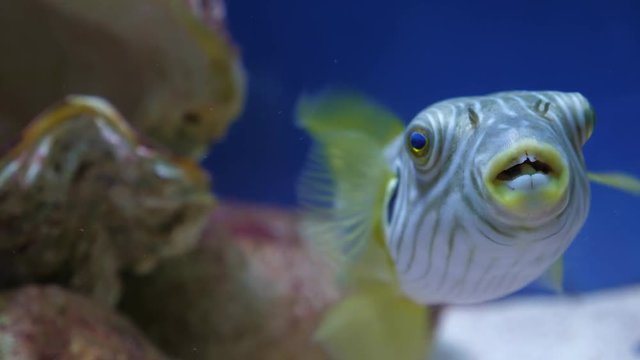 White-spotted puffer fish (Arothron hispidus) in the sea or aquarium. Slow motion. Blue background.