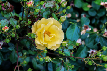 Rosa giallo limone