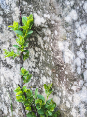 Small green plant on a background of rocks