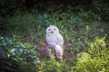 Snowy Owl (bubo scandiacus) is looking back