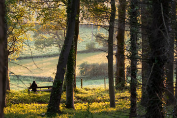 Obraz premium Evening sun