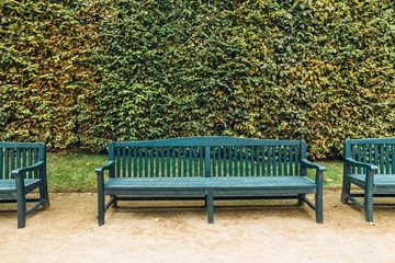 Wooden park bench. bench on the background of green hedge.
