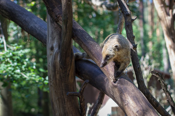 coati (nasua) climbs on a branch