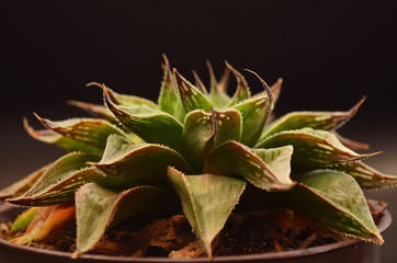 Haworthia retusa 