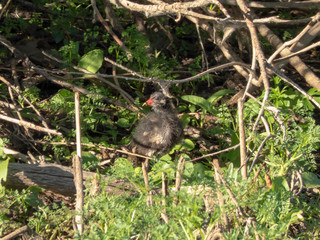 Young gallinula chloropus in the swamp