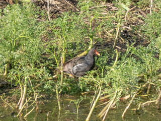 Gallinula chloropus in the swamp