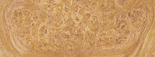 natural burl wood grain texture for banner background