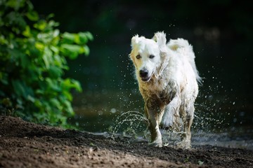 Fototapeta premium The Golden Retriever 