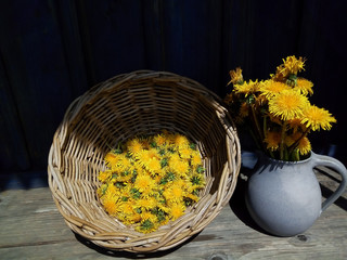 yellow big dandelion flowers in vase, wicker