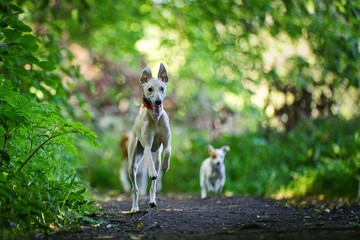 The Whippet