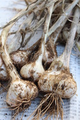 ニンニクの収穫