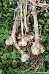 ニンニクの収穫