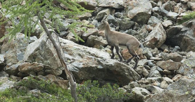 steinbock goats,alpine ibex grazing on green mountain pasture near rocks