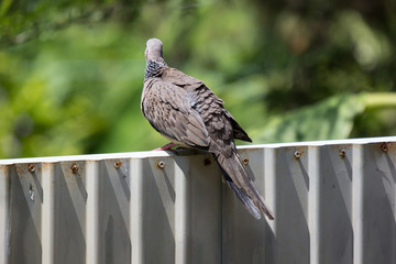 Close up of Brown Pigeon