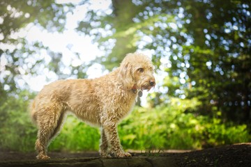 The Golden Labradoodle