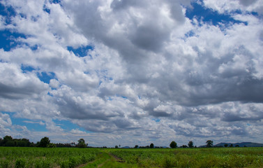 Obraz premium Beautiful landscape in the morning farm When the clouds are gathered together into a beautiful atmosphere