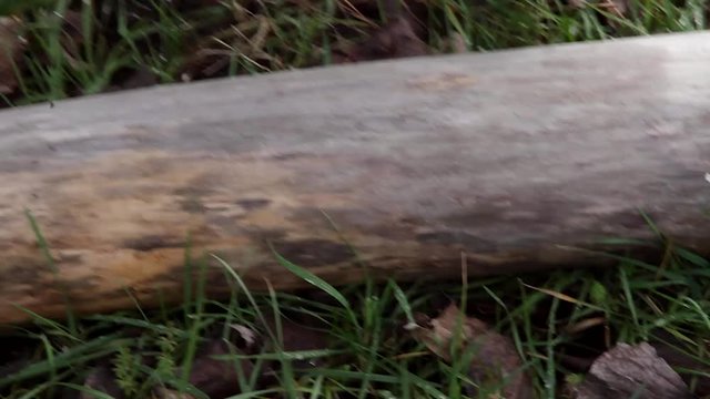 Dando tres cortes  con motosierra  a un  tronco de arbol caido  