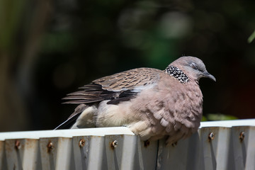 Close up of Brown Pigeon