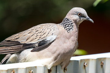 Close up of Brown Pigeon